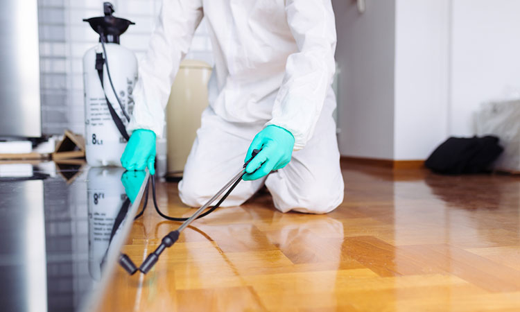 ارخص شركة مكافحة حشرات بالرياض